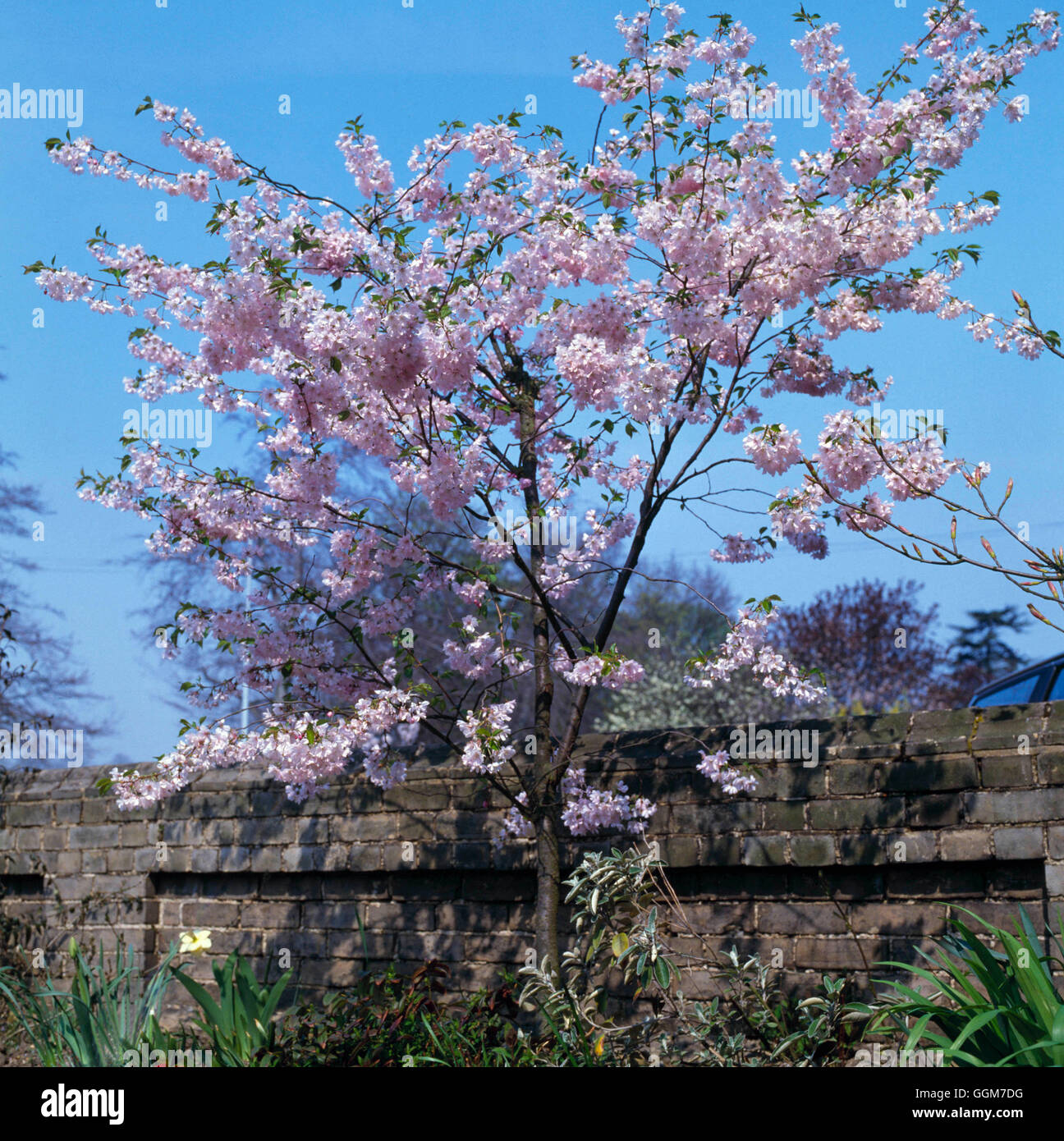 Prunus - `Accolade'   TRS028375 Stock Photo